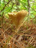 Ampulloclitocybe clavipes image