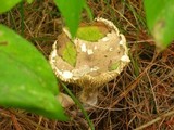 Ampulloclitocybe clavipes image