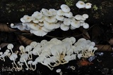 Ripartitella brasiliensis image