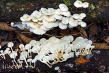 Ripartitella brasiliensis image
