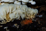 Ripartitella brasiliensis image