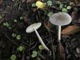 Amanita sect. Vaginatae image
