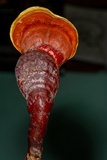 Ganoderma curtisii image
