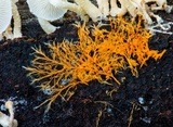 Hydnophlebia chrysorhiza image