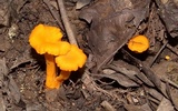 Cantharellus ignicolor image