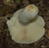 Russula crustosa image