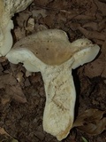 Russula crustosa image