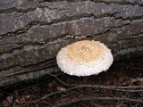 Hemipholiota populnea image