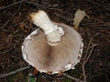 Hemipholiota populnea image