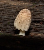 Coprinellus domesticus image