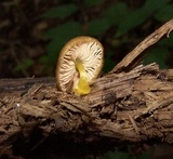 Pluteus chrysophlebius image