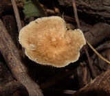 Collybiopsis subnuda image