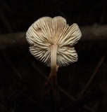 Collybiopsis subnuda image