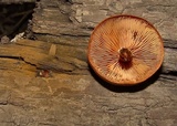 Gymnopilus liquiritiae image