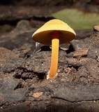 Xeromphalina tenuipes image