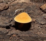 Xeromphalina tenuipes image