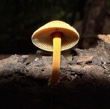 Xeromphalina tenuipes image