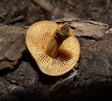 Xeromphalina tenuipes image