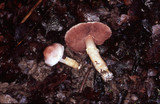 Agaricus micromegethus image