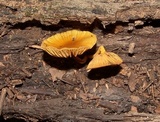 Xeromphalina tenuipes image