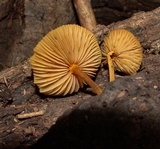 Xeromphalina tenuipes image