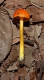 Hygrocybe reidii image