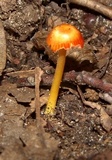Hygrocybe reidii image