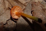 Hygrocybe reidii image