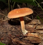 Gymnopilus liquiritiae image