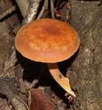Gymnopilus liquiritiae image