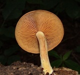 Gymnopilus liquiritiae image