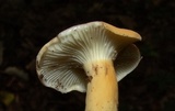 Lactifluus hygrophoroides image