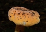 Lactifluus hygrophoroides image