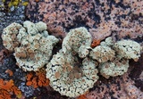 Rhizoplaca chrysoleuca image