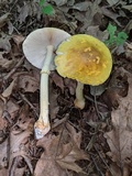 Amanita flavorubens image