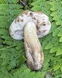 Tylopilus felleus image