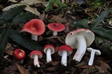 Russula mexicana image