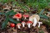 Russula mexicana image