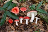 Russula mexicana image