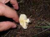 Floccularia albolanaripes image