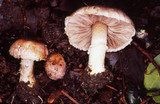 Agaricus semotus image