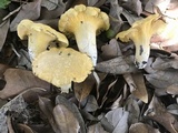 Cantharellus iuventateviridis image