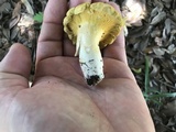 Cantharellus iuventateviridis image