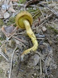 Cortinarius thiersii image