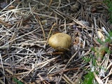 Cortinarius thiersii image