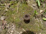 Pseudoomphalina angelesiana image