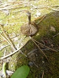 Pseudoomphalina angelesiana image