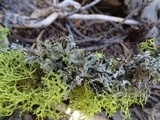 Letharia lupina image