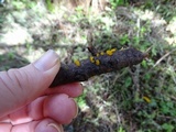 Dacrymyces stillatus image
