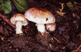 Agaricus semotus image